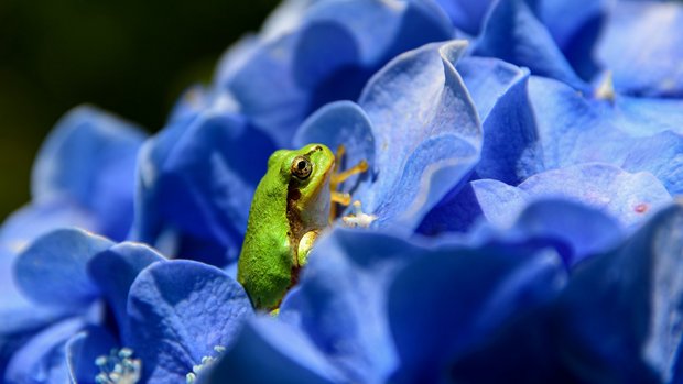 Frosch