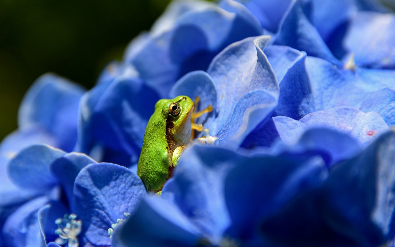 Frösche gibt es in allen Grössen und Farben – Wissen Sie wie viele Froscharten es gibt?