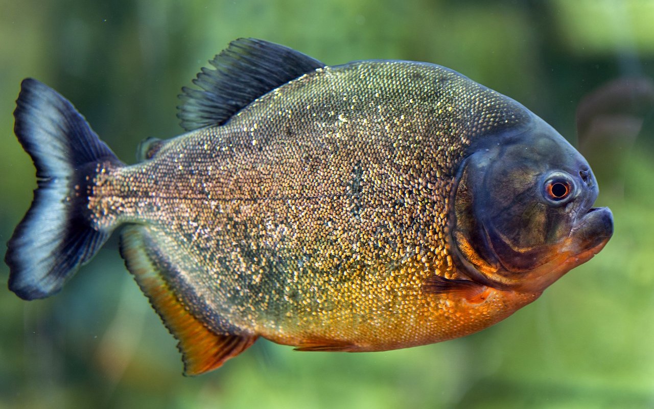 Die ausgewachsenen Fische leben allein.