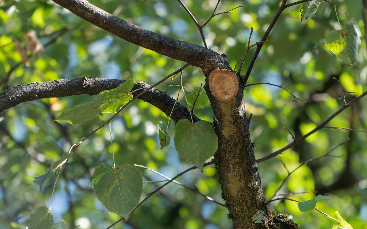 Die Pflegeschnitte sind so gewählt und ausgerichtet, dass sie dem Baum möglichst wenig schaden.