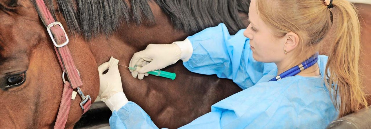 Impfungen werden Pferden in der Regel als Injektion in den Halsmuskel verabreicht.