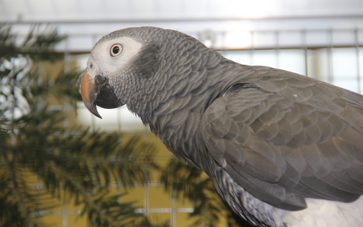 Diesem Timneh-Graupapagei wurden Tannenäste zur Beschäftigung gereicht. 