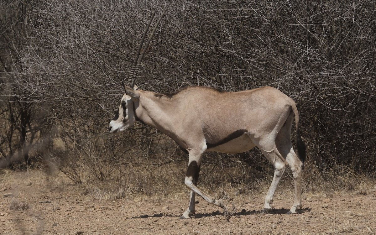 Die Beisa-Oryxantilope streift im trockenen Gebiet des Awash-Nationalparks umher. 