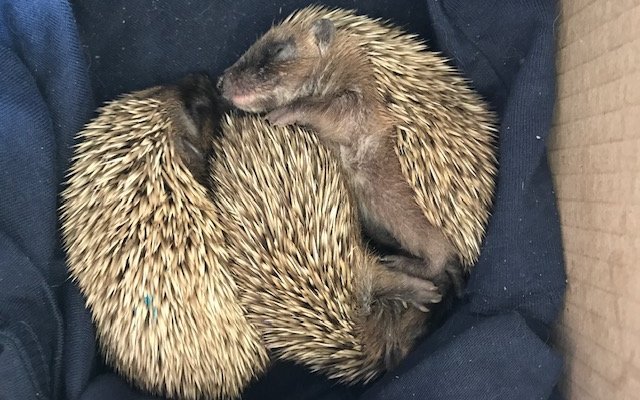 Igel sind Einzelgänger. Deshalb werden sie auch in der Igelstation einzeln gehalten. Ausser bei Müttern und ihrem Nachwuchs. 