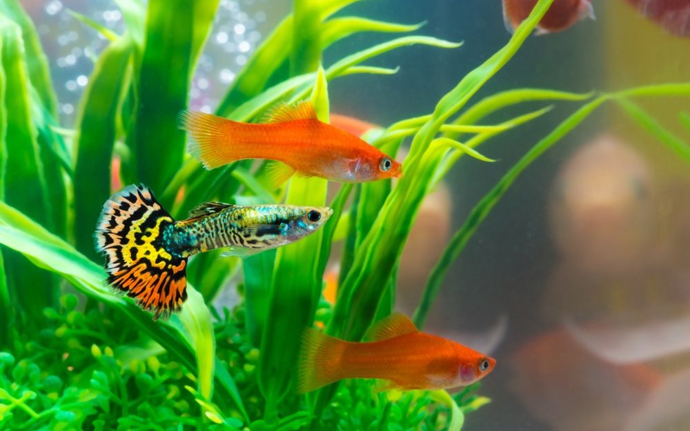 Lebendgebärende Zahnkarpfen wie Schwertträger und Guppy fühlen sich in hartem Wasser wohl. 