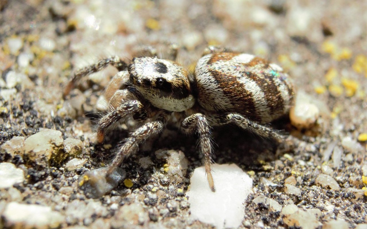 Vier der acht Augen der Mauer-Zebraspringspinne liegen seitlich am Vorderkörper, wodurch sie auch nach hinten sehen kann. 