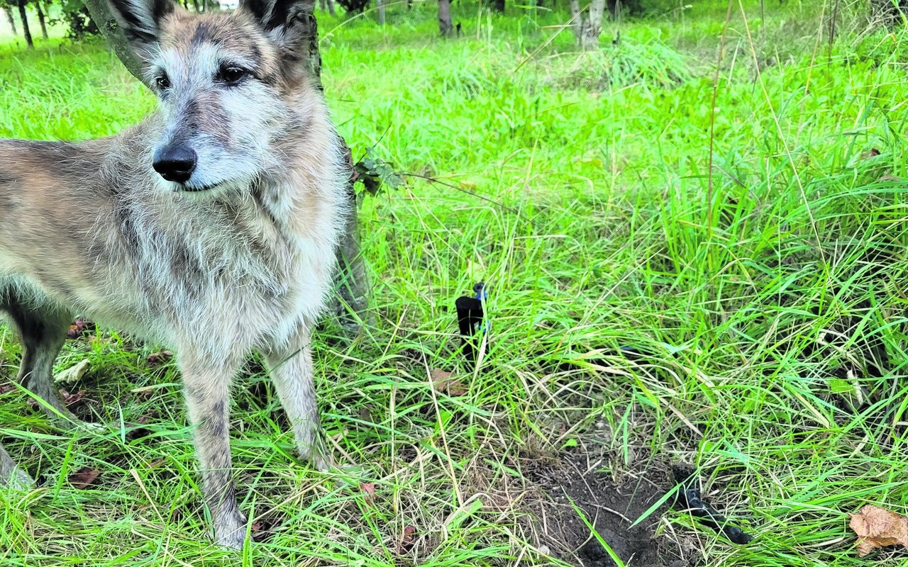 Die 7-jährige Sansa ist ein Ass beim Aufstöbern von Plantagen-Trüffeln