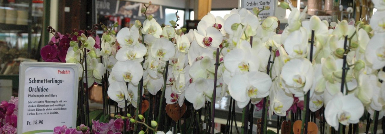 Orchideen sind kostbar – entsprechend pingelig soll man sie vor dem Einkauf auf Frische begutachten.