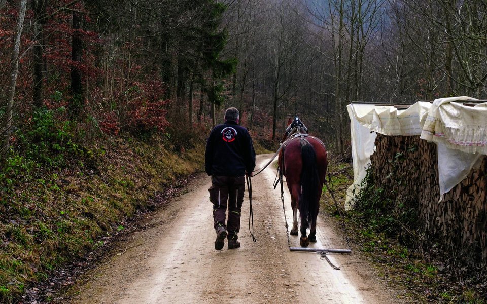Rytz arbeitet mit Tiroler Kummetgeschirr. Diese haben am Kummet (dem Holzteil um den Hals) mehr Auflagefläche.