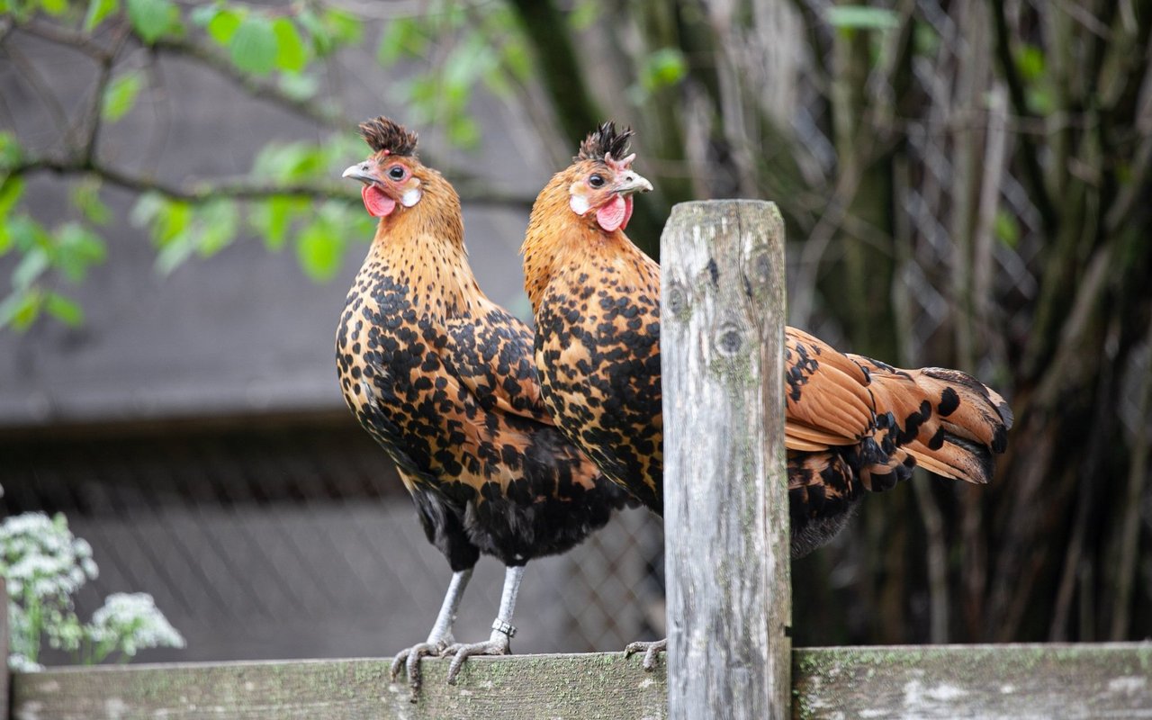 Das Appenzeller Spitzhaubenhuhn ist ideal an die Bedingungen der Berge angepasst.