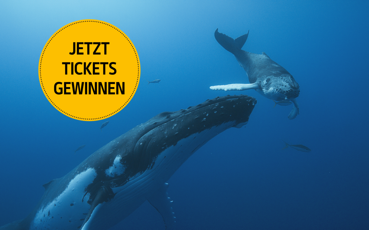 Der Film «Whale Nation» nimmt einen originellen Blickwinkel ein: den des Wals.