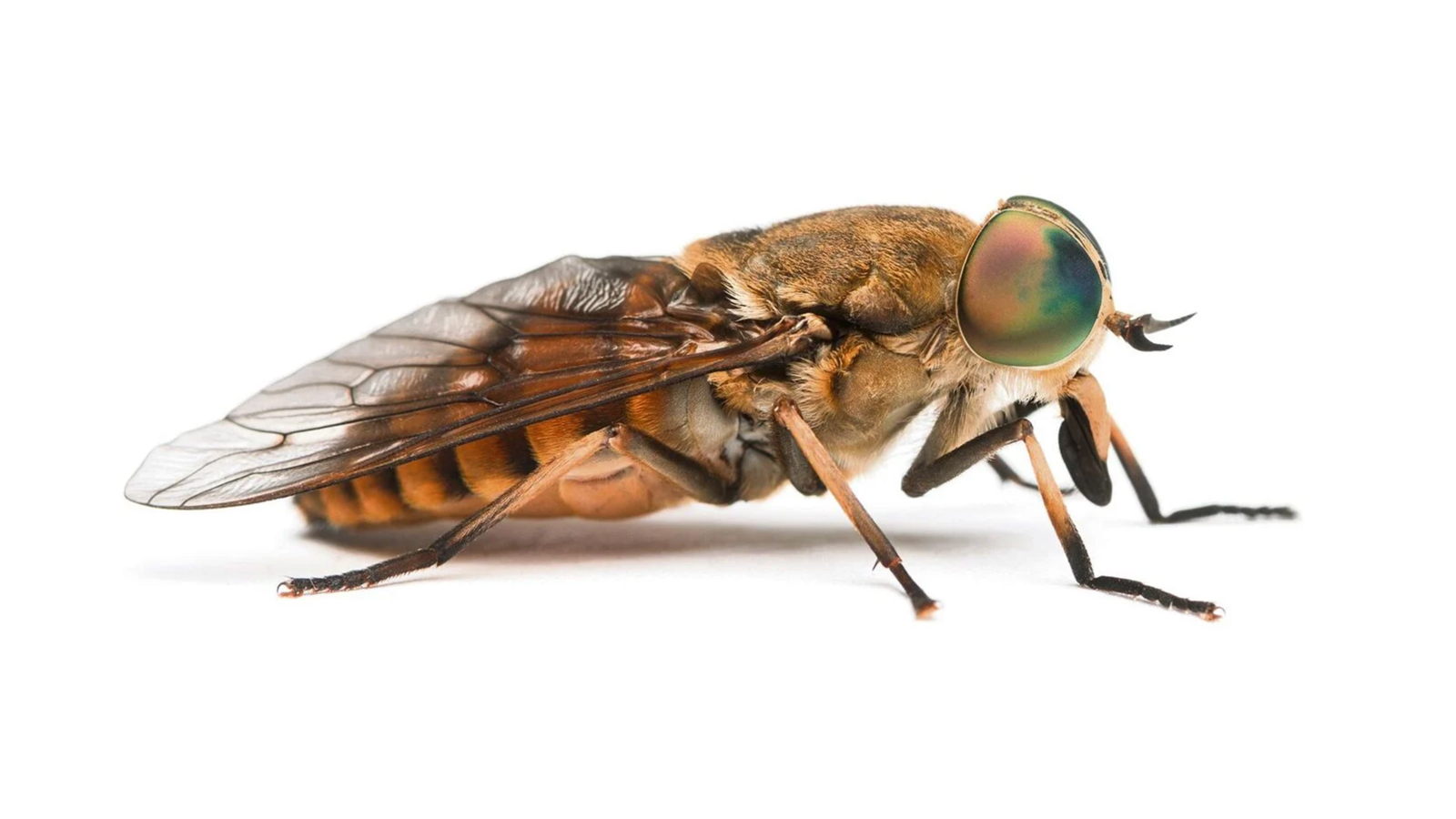 Bremsen (Tabanidae)