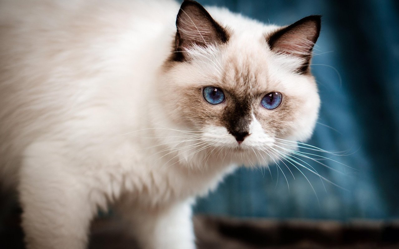 Ragdoll
