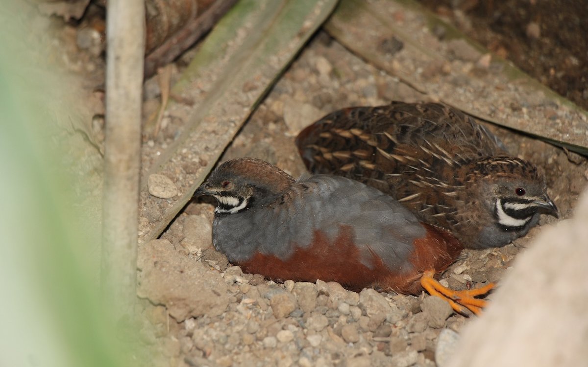 Es können auch reine Hähne-Gruppen zusammen gepflegt werden, wenn keine Hennen zu hören und zu sehen sind. 