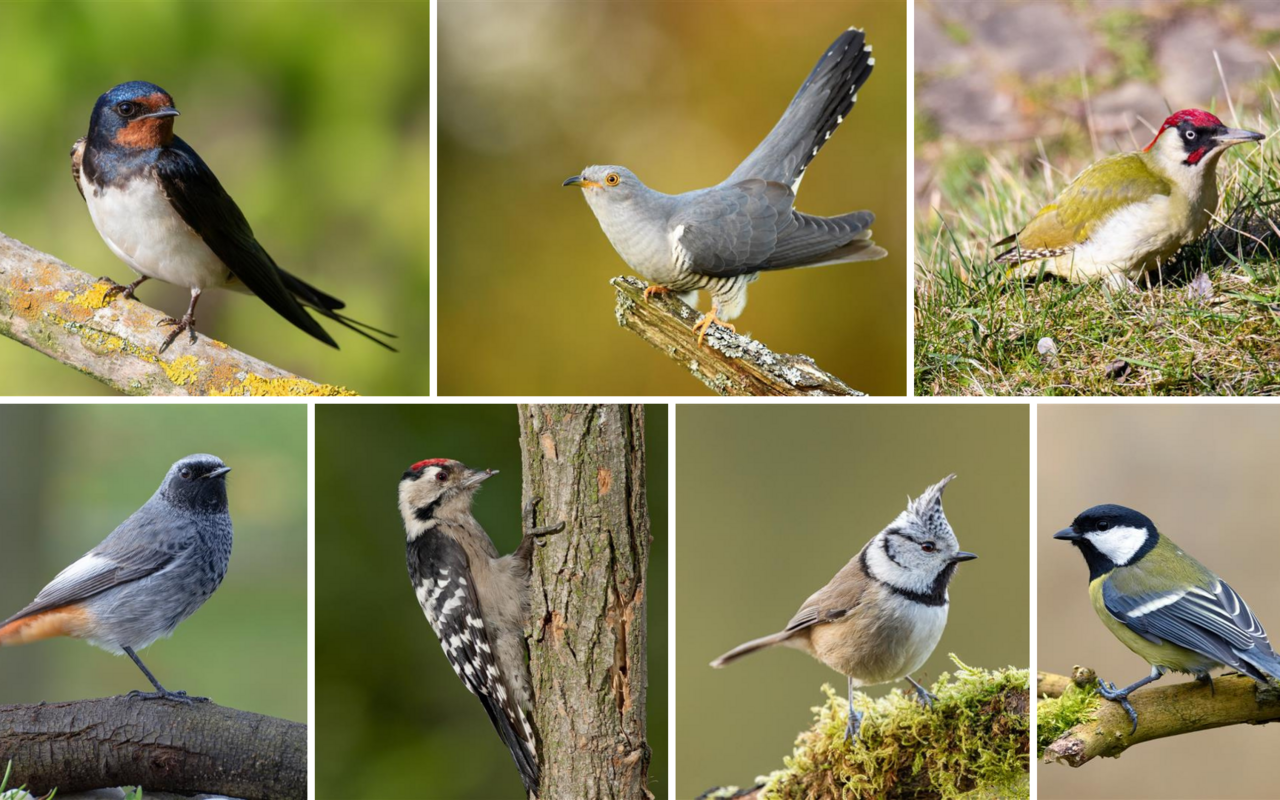 All diese Vögel können oft in Siedlungsgebieten beobachtet werden. 