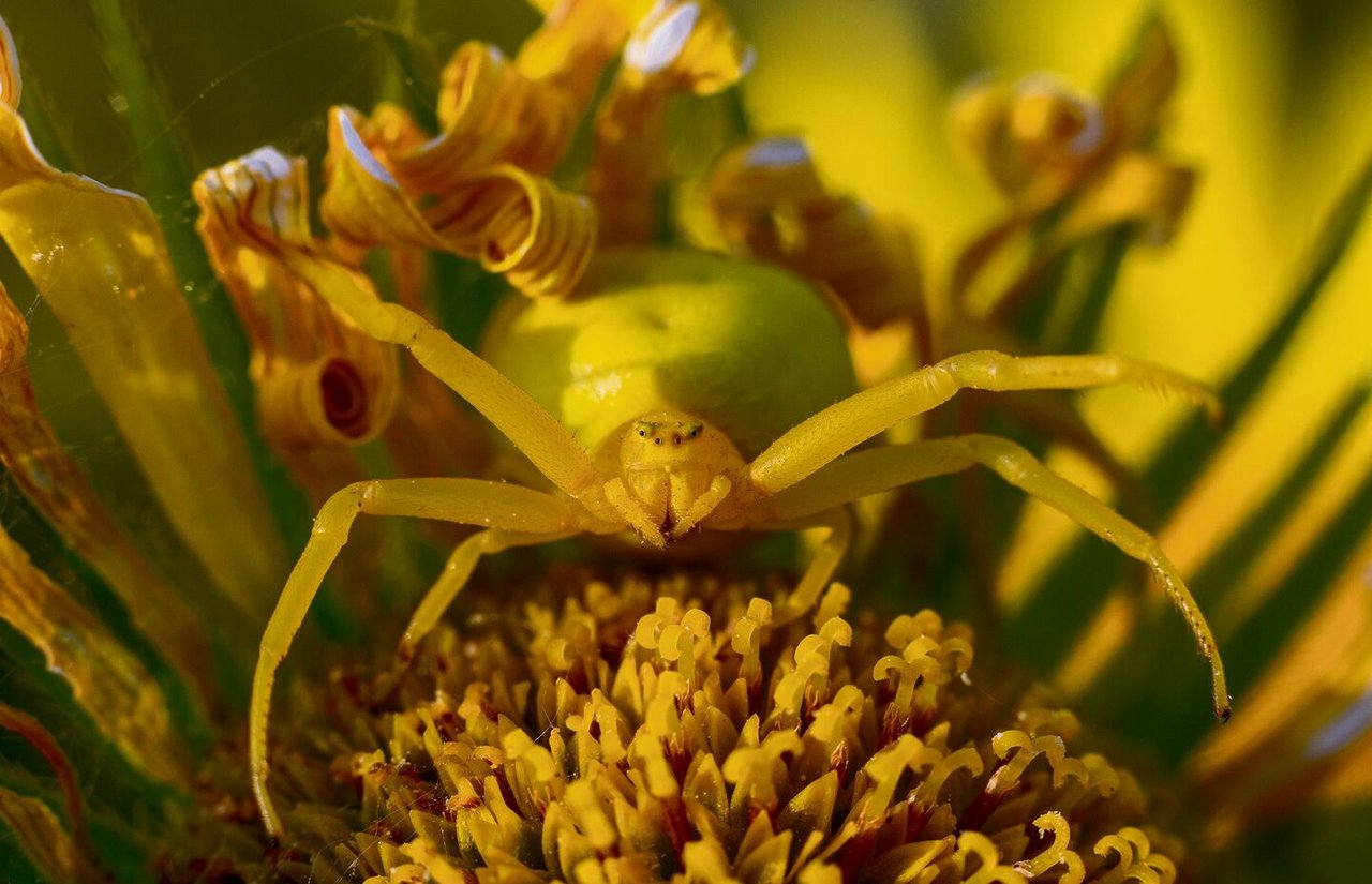 Die Veränderliche Krabbenspinne kann ihre Körperfarbe innerhalb weniger Tage zwischen Weiss und Gelb wechseln, je nachdem,auf welcher Blüte sie auf ihre Beute lauert. Mit diesem Trick bleibt sie für anfliegende Insekten nahezu unsichtbar.