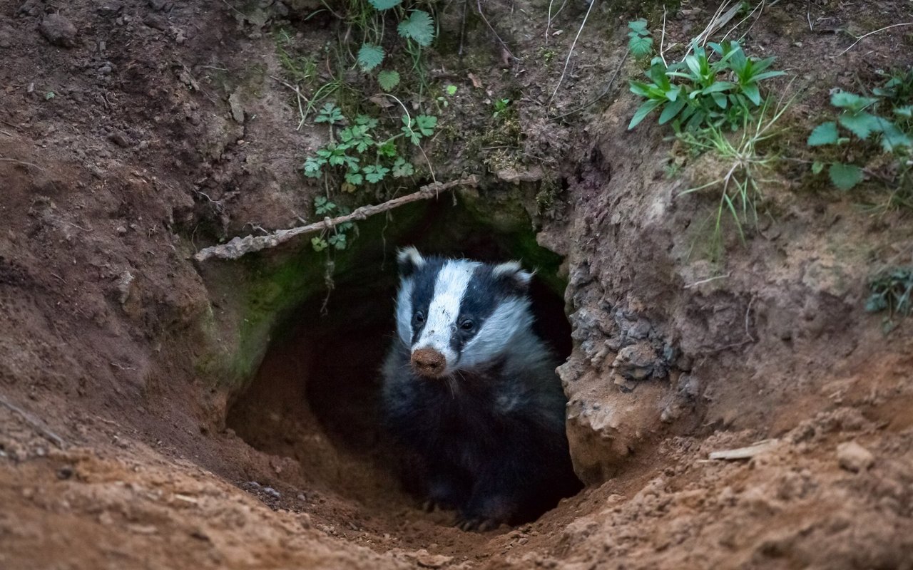 Ein Dachs schaut aus einer Höhle. 