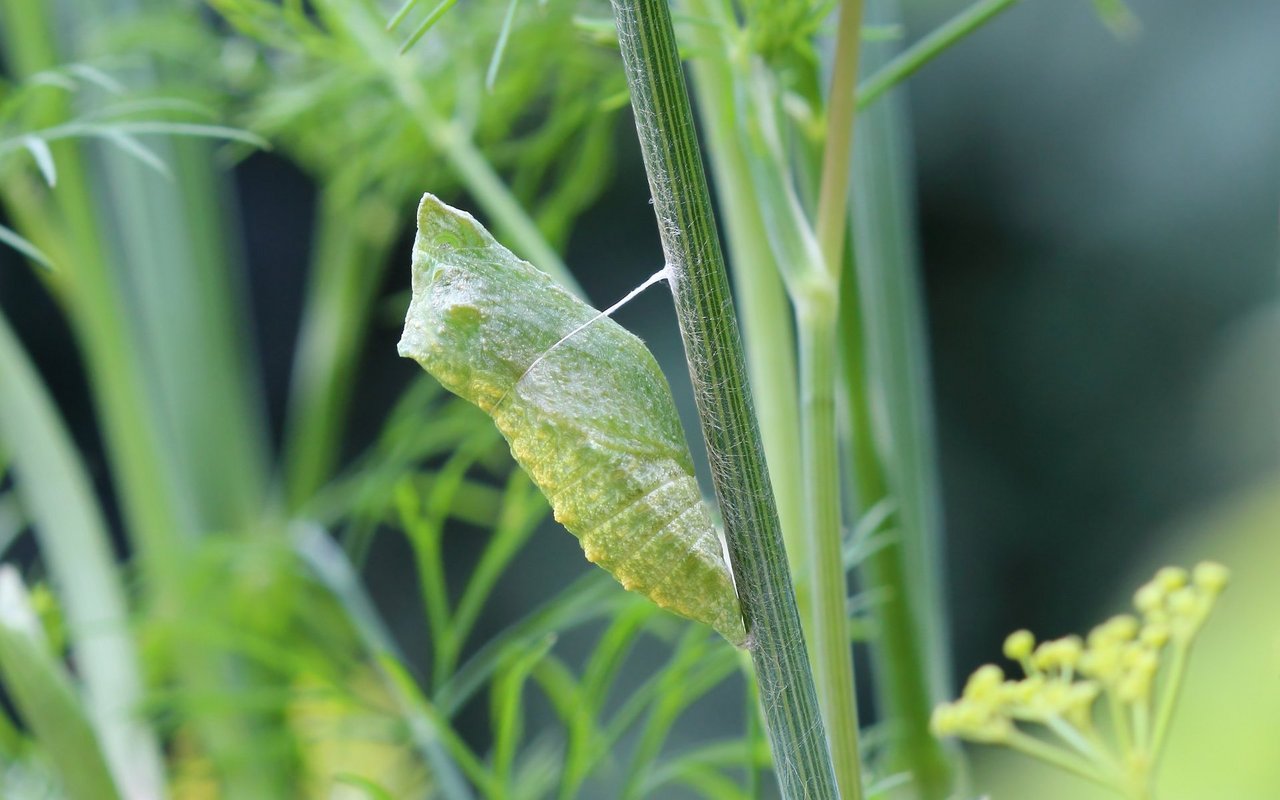 Wie lange es dauert, bis aus der Raupe ein Schmetterling wird, ist je nach Art und Jahreszeit unterschiedlich. Einige überwintern sogar im Kokon.