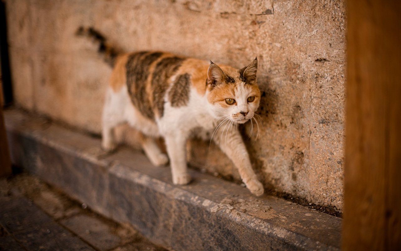 Es leben über 100'000 streunende Katzen in der Schweiz. 