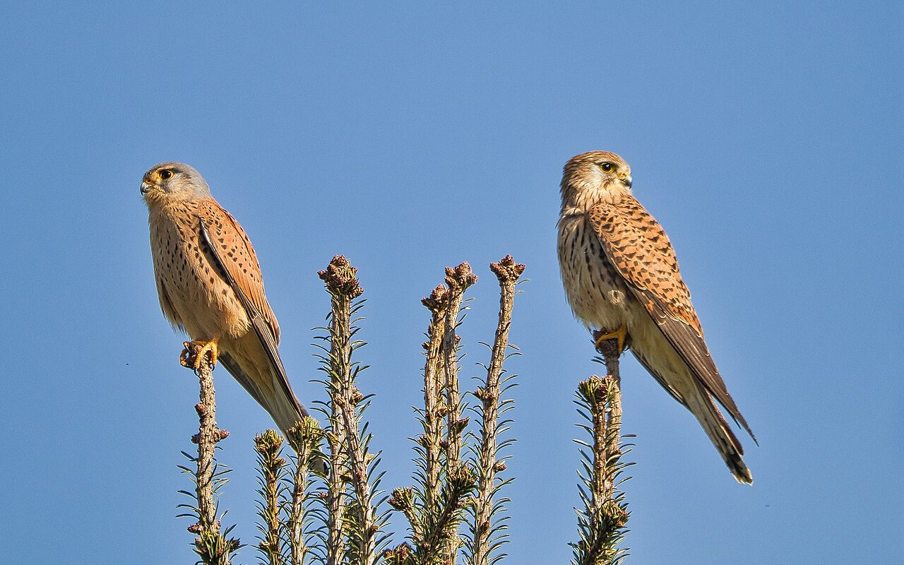 Turmfalke
