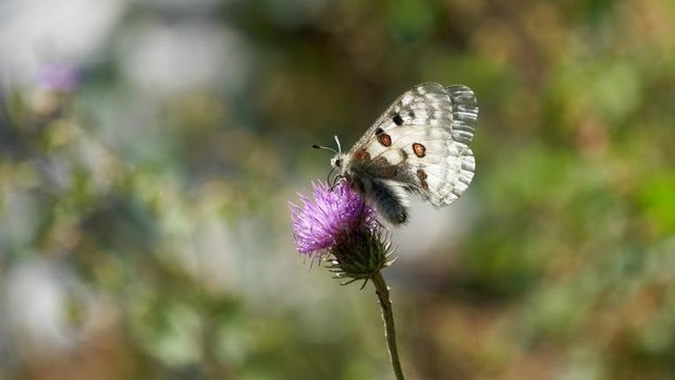 Falter auf Alpenblume