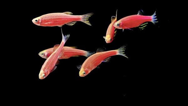 leuchtende Fische Wassertiere 3-Fach sortiert 
