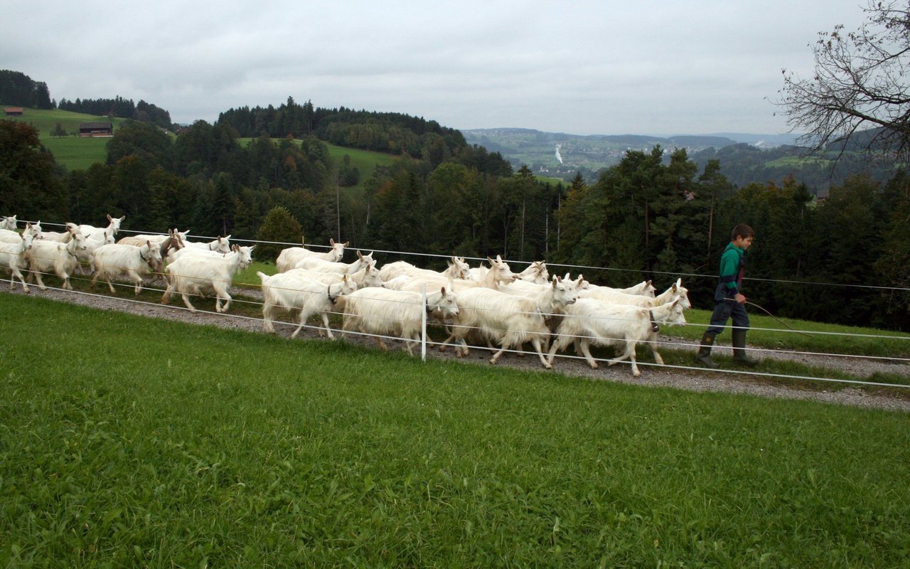 Rund zwei Drittel der Tiere sind im Appenzellerland zu finden. 