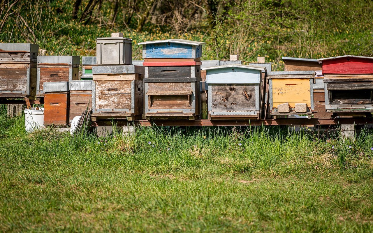 Die durchschnittliche Grösse aller Bienenstände in der Schweiz liegt bei 9.4 Völkern