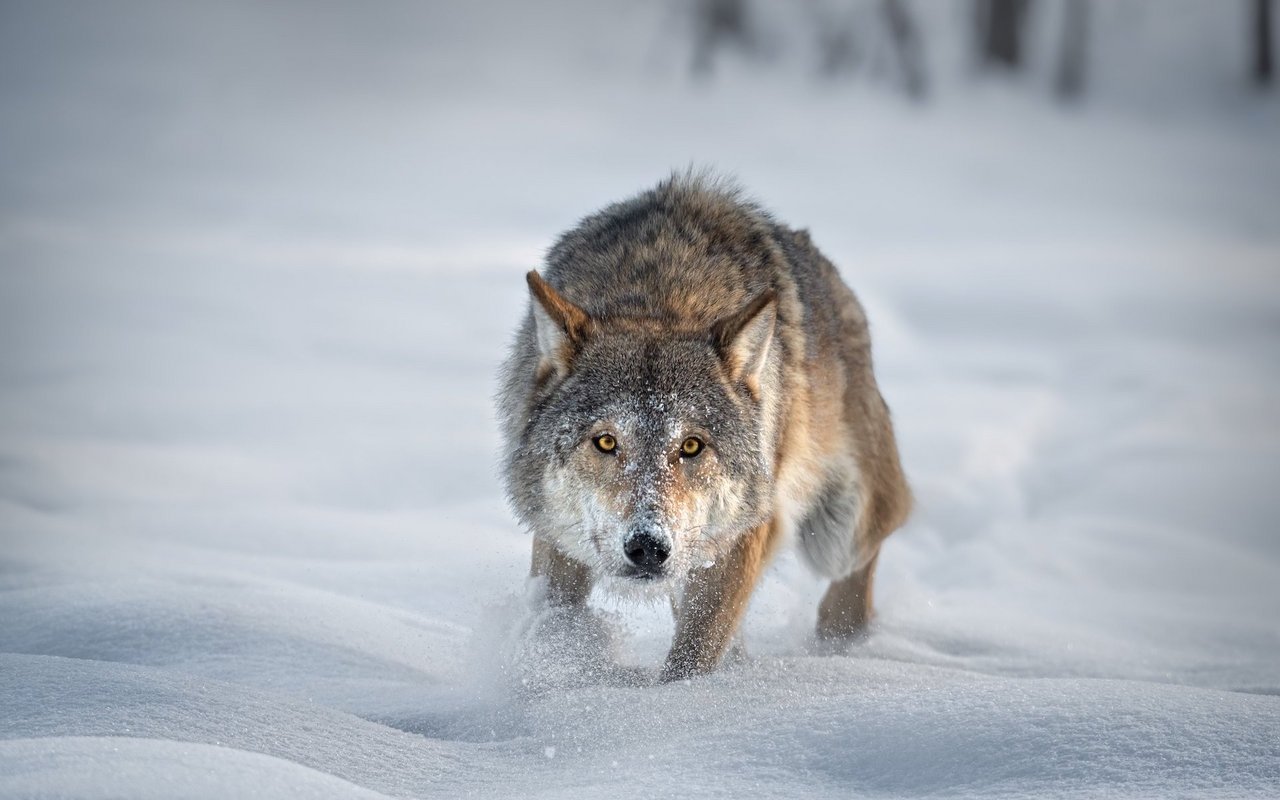Seit fast 50 Jahren starb in Europa kein Mensch mehr durch einen Wolfsangriff.