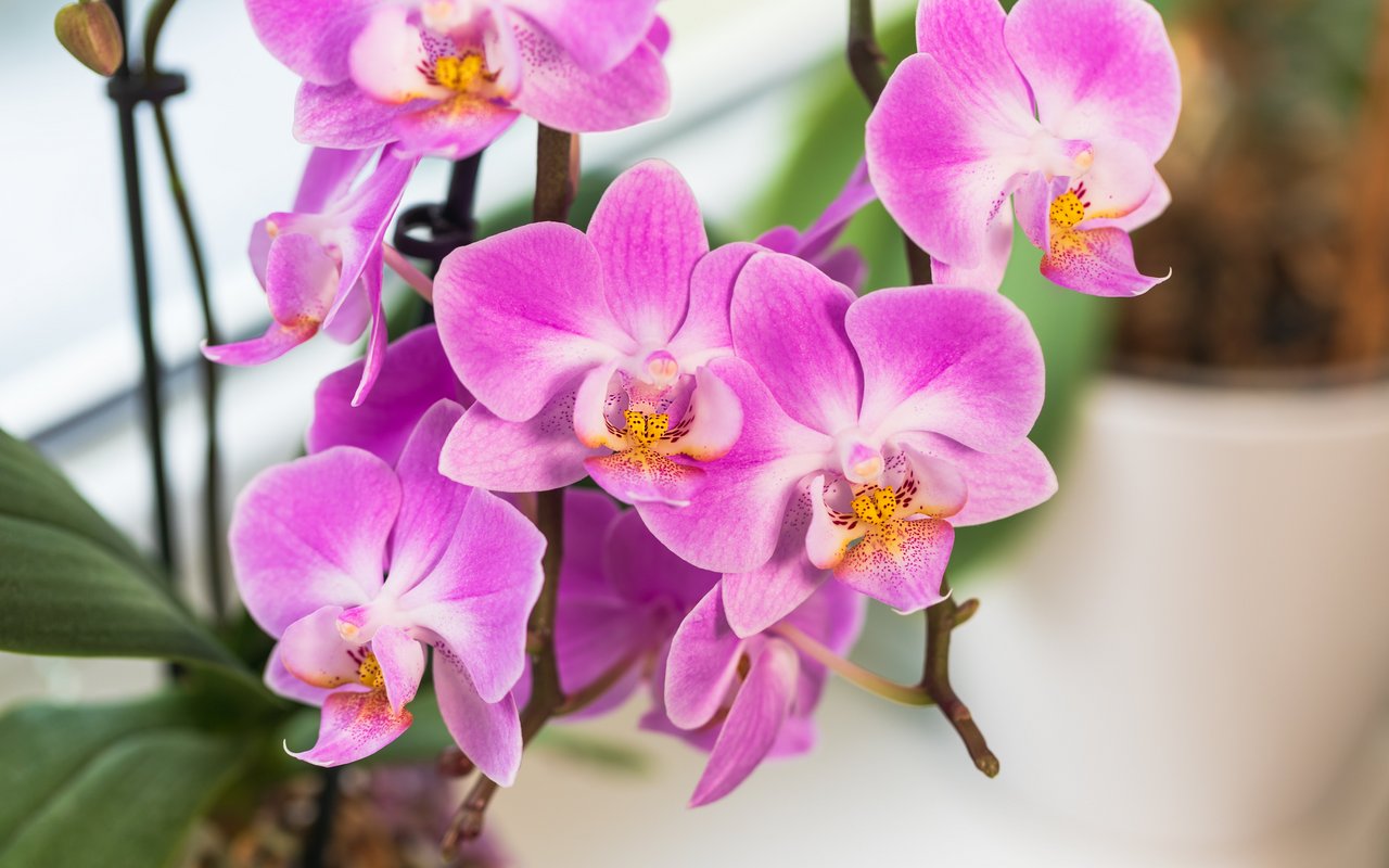 Wer es schafft, die Orchidee zum Gedeihen zu bringen, hat einen ansehnlichen Luftreiniger. 