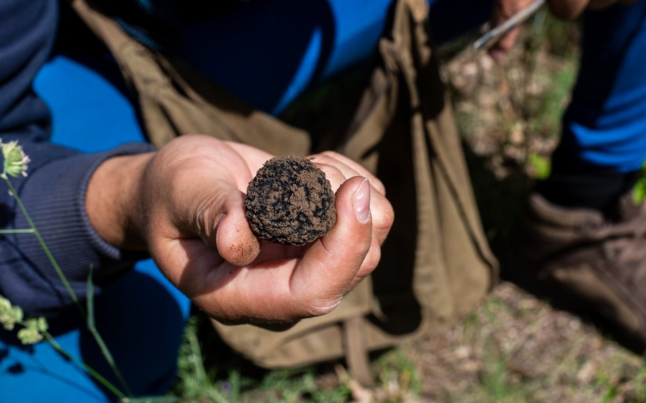 Burgundertrüffel (Tuber Unicatum) kosten 700 Franken das Kilo.