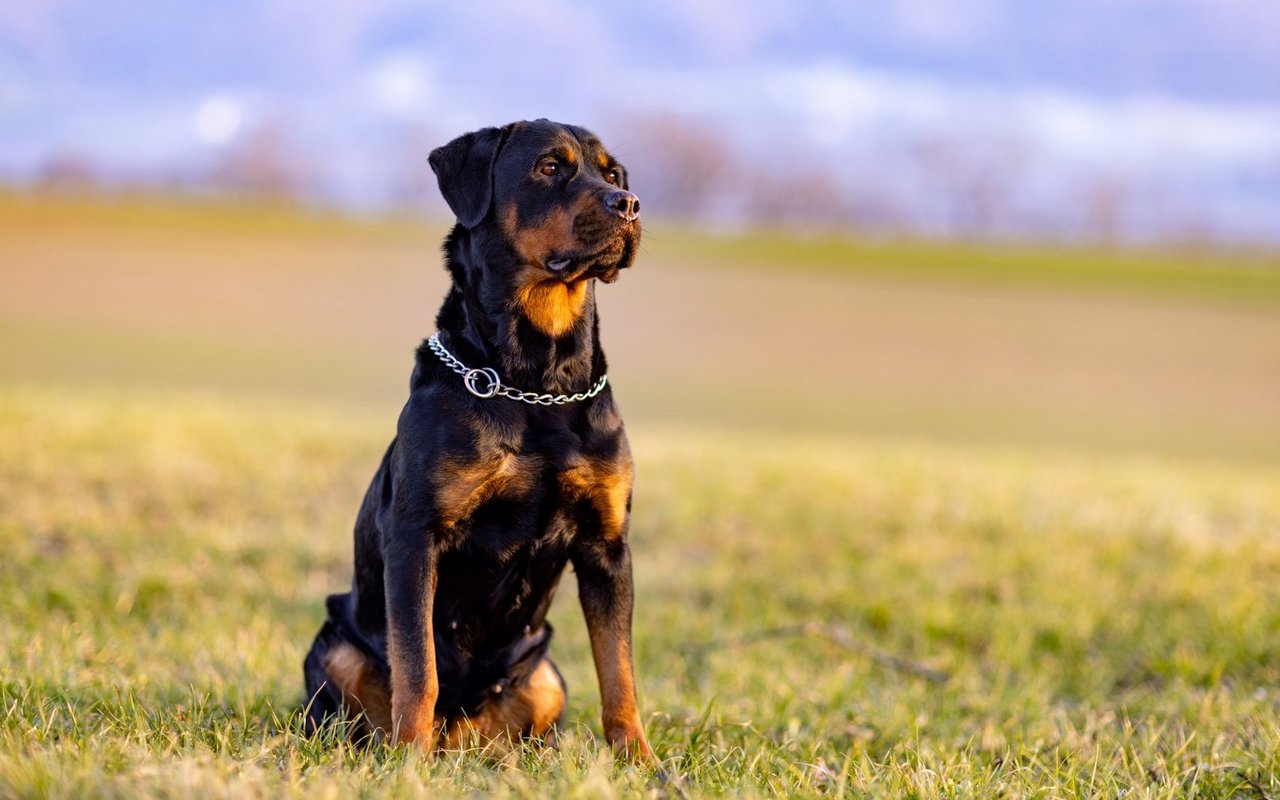Entdecken Sie, wie Umwelt und Prägung das Verhalten Ihres Hundes prägen und warum Rasselisten wissenschaftlich hinterfragt werden sollten.