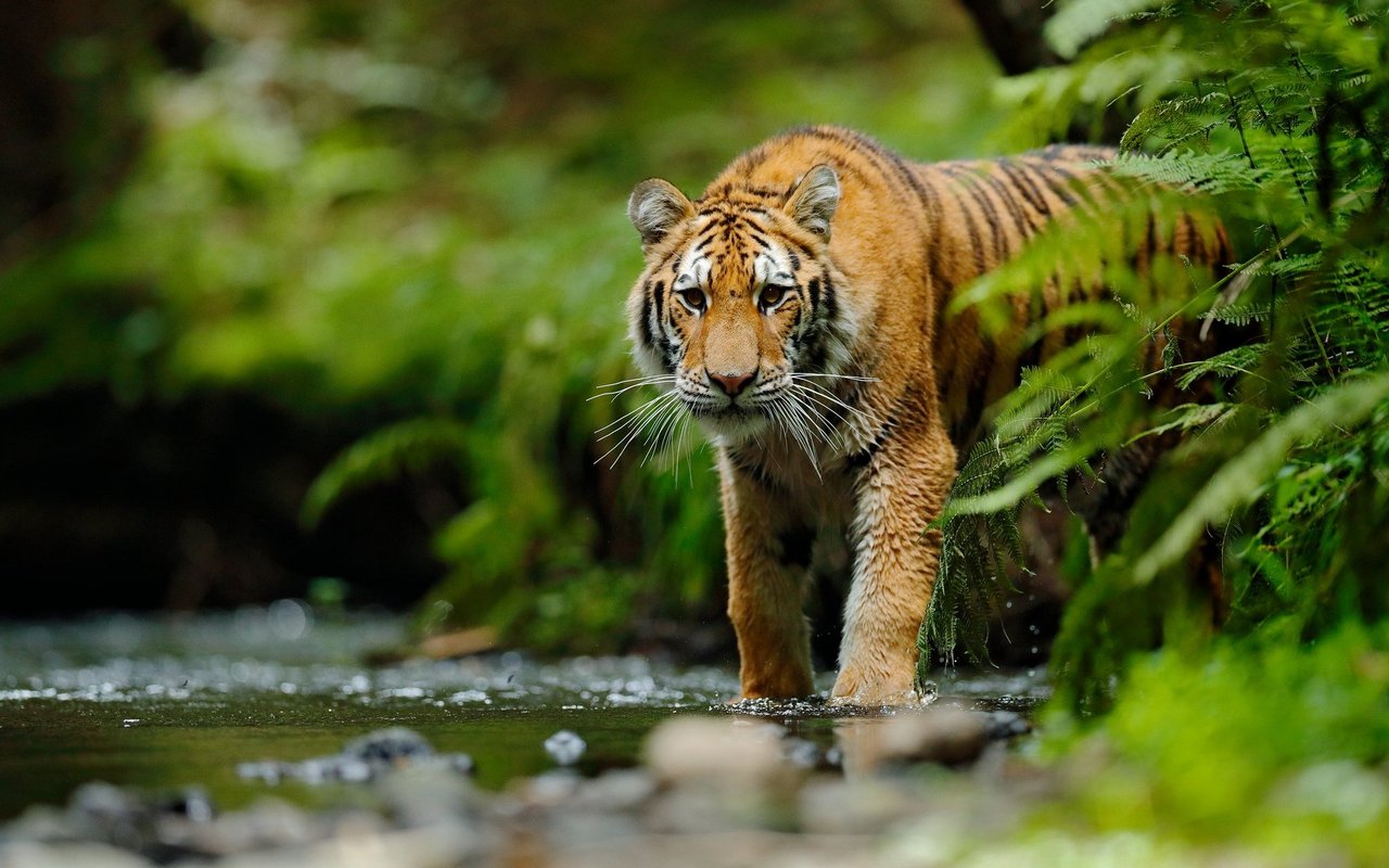 Die Färbung des Tiger-Fells hat einen guten Grund. 