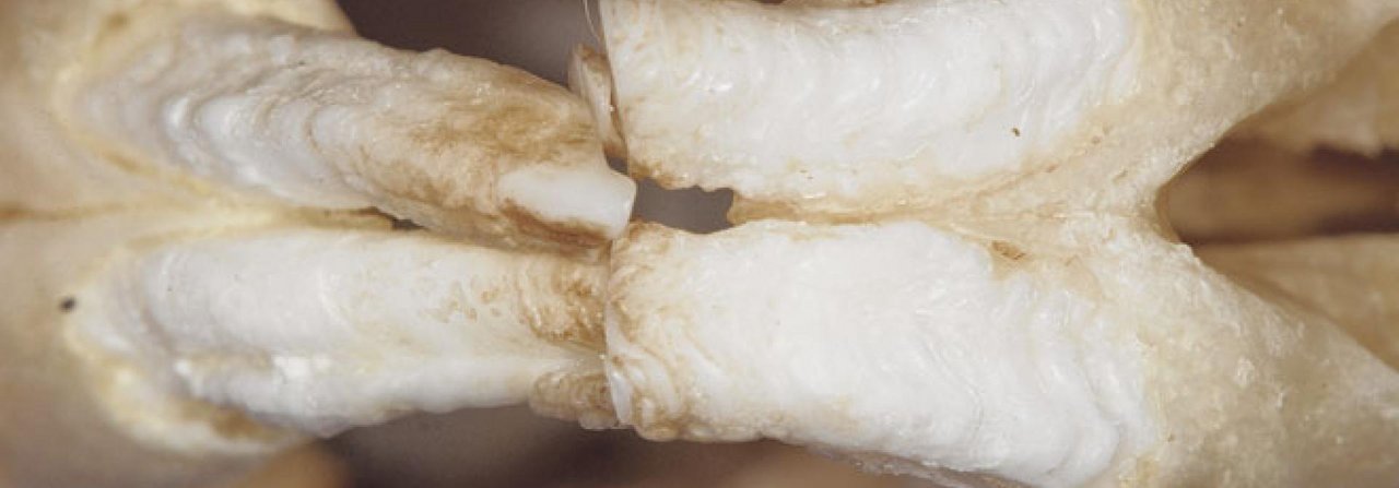 Pathologische Querrillen des Schmelzes an den Schneidezähnen eines Kaninchens.