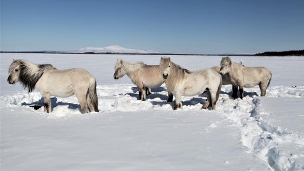 Jautenpferde im Schnee in Sibirien