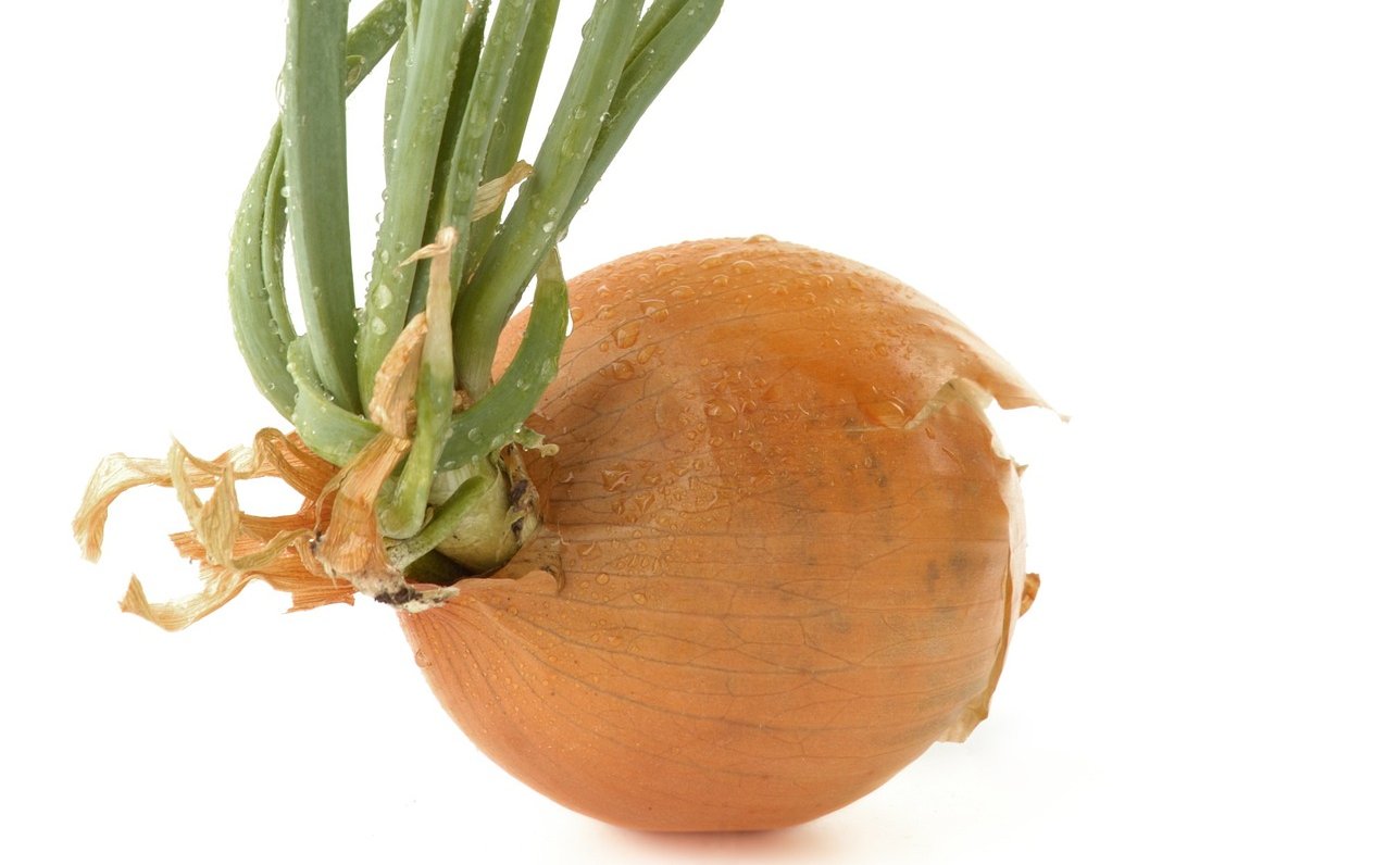Zwiebel