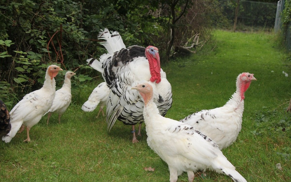 Truten sind im Garten von Walter und Beatrice Gloor als Familie unterwegs mit Hahn, Henne und den Jungen. 
