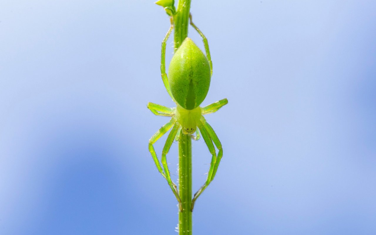 Grüne Huschspinnen, die man wegen ihrer auffälligen Farbe als exotische Art vermuten kann, sind einheimische Meister der Tarnung.