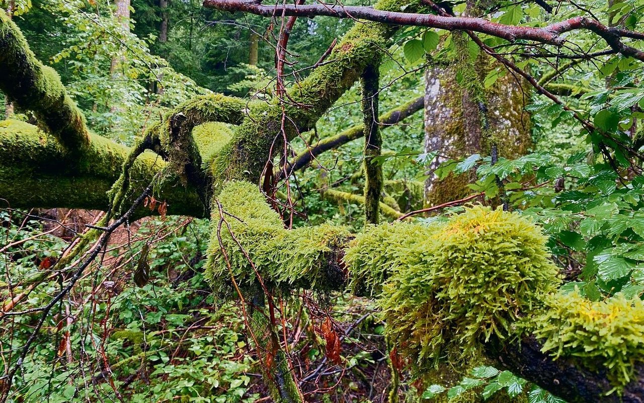 Seit dem Jahr 2000 lässt der Mensch die Finger vom Sihlwald.