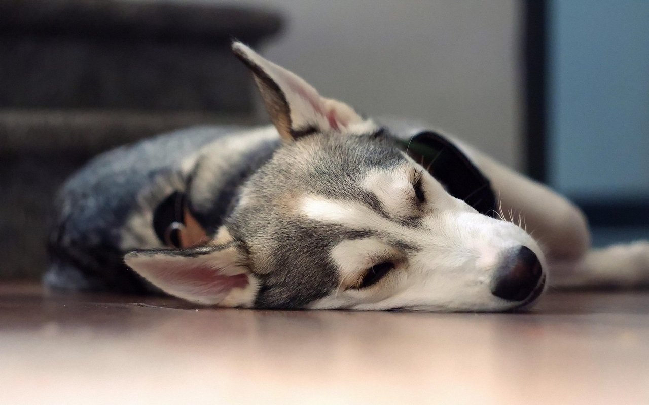 Hunde sind soziale Tiere, die unter Trennungsangst leiden können.