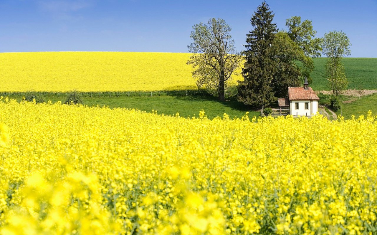 Jeden Frühling erfreuen sich Menschen an der Farbenpracht der Kulturpflanze, wie hier im Kanton Fribourg.