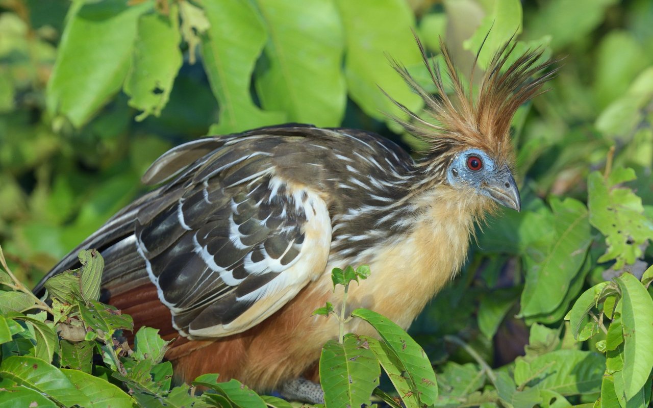 Der Hoatzin ernährt sich fast ausschliesslich von pflanzlicher Nahrung.