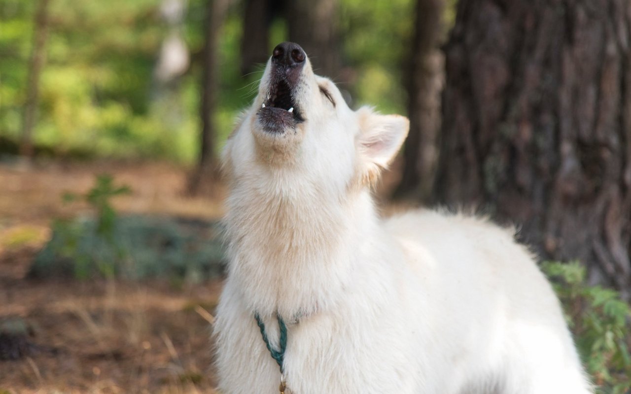 Das Heulen kommt seltener vor bei Hunden. 