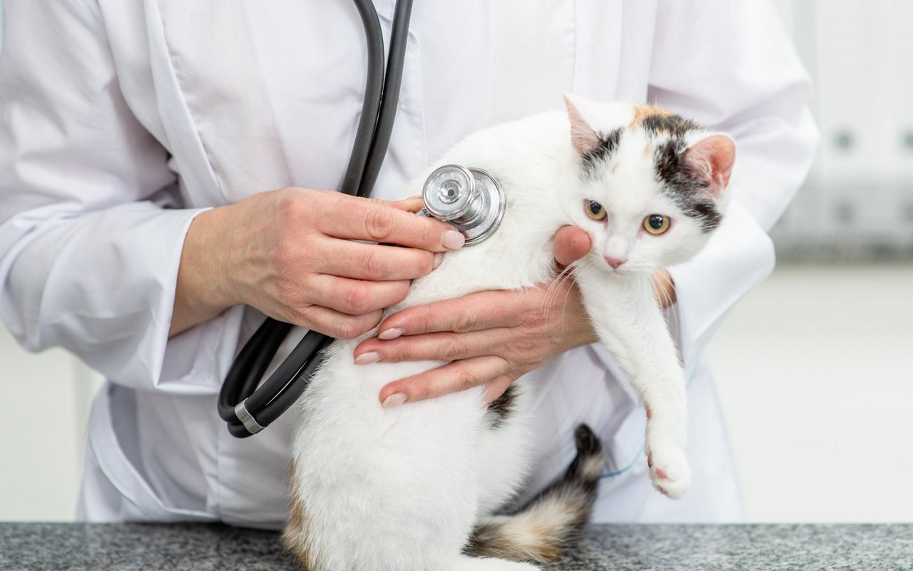 Katzen mit FIV können dank tierärztlicher Unterstützung ein langes, schönes Leben führen.