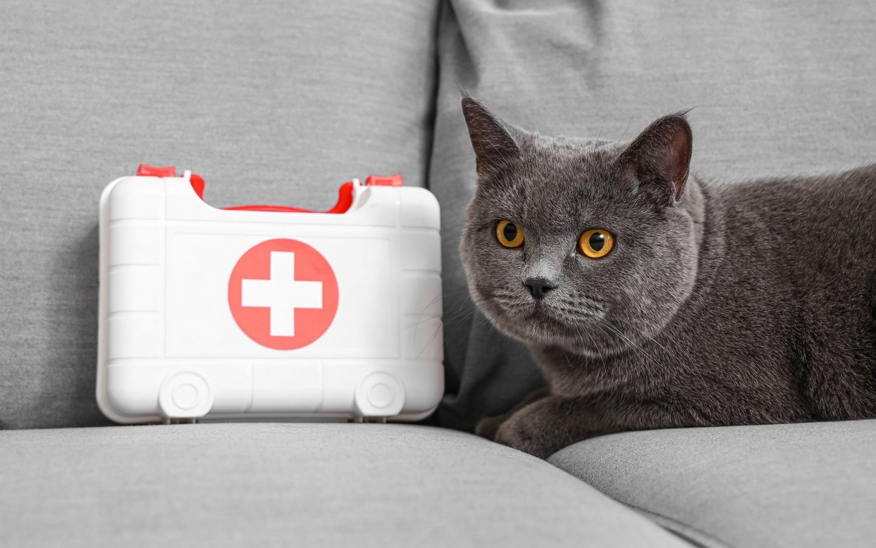 Ein ausgerenktes Hüftgelenk bei Katzen ist ein Fall für den Tierarzt.