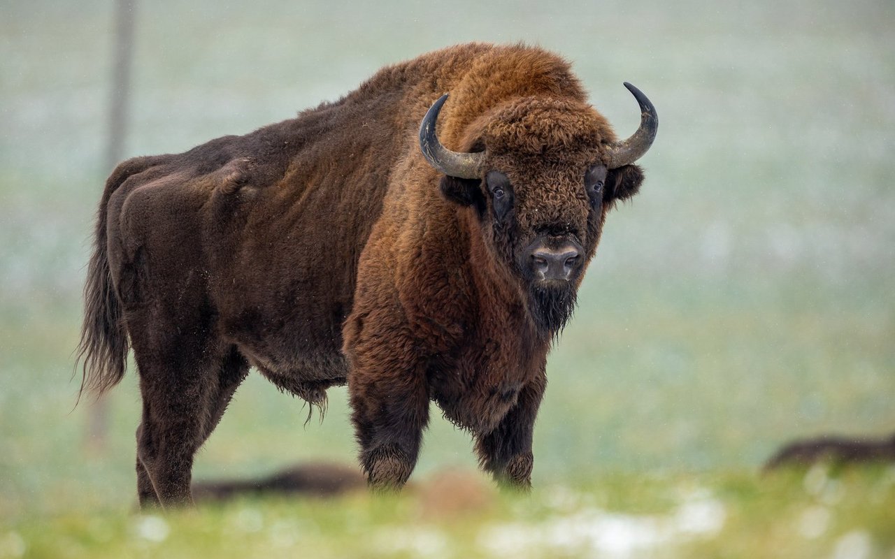 «Architekten des Waldes» werden Wisente auch genannt: Während die Tiere grasen, die Vegetation niedertrampeln und den Boden düngen, helfen sie Grasland und Wäldern, sich zu regenerieren.