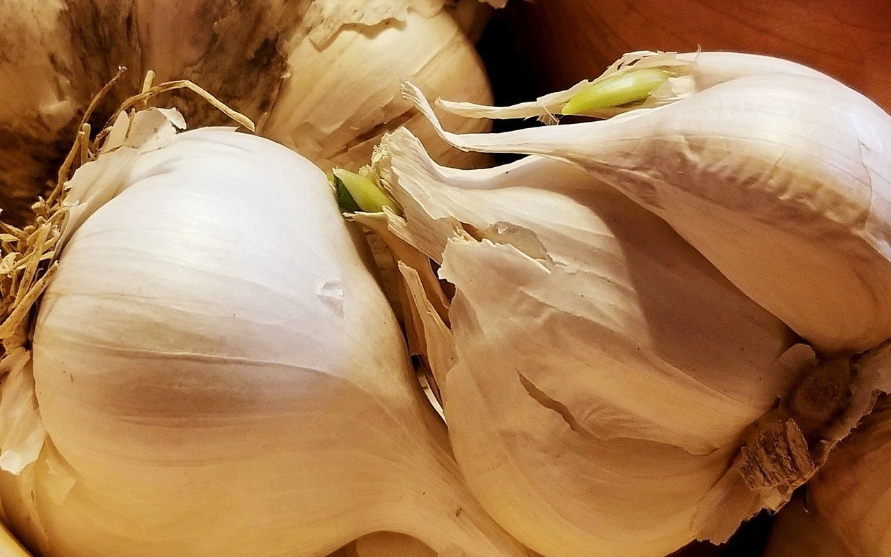 Knoblauch