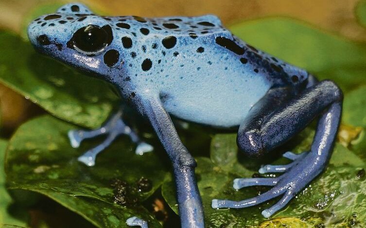 Der Blaue Pfeilgiftfrosch ruht sich auf der Kletterfeige aus. 