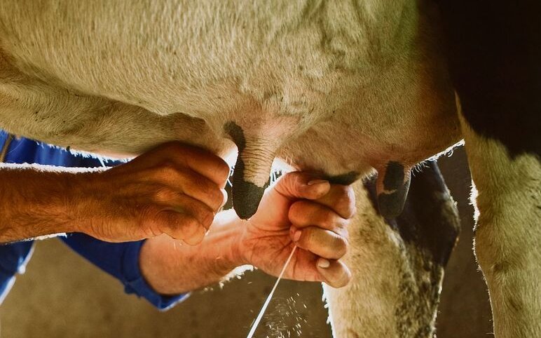 Unter echter Milch versteht Judith Mudrak Rohmilch, erhitzte Milch bezeichnet sie als industriell. 