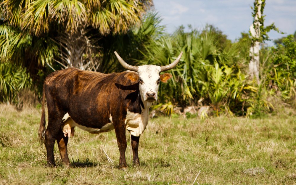 Britische Strafarbeiter, die bei der Kolonialisierung Floridas mithalfen, verliehen den Florida Crackern den Namen.